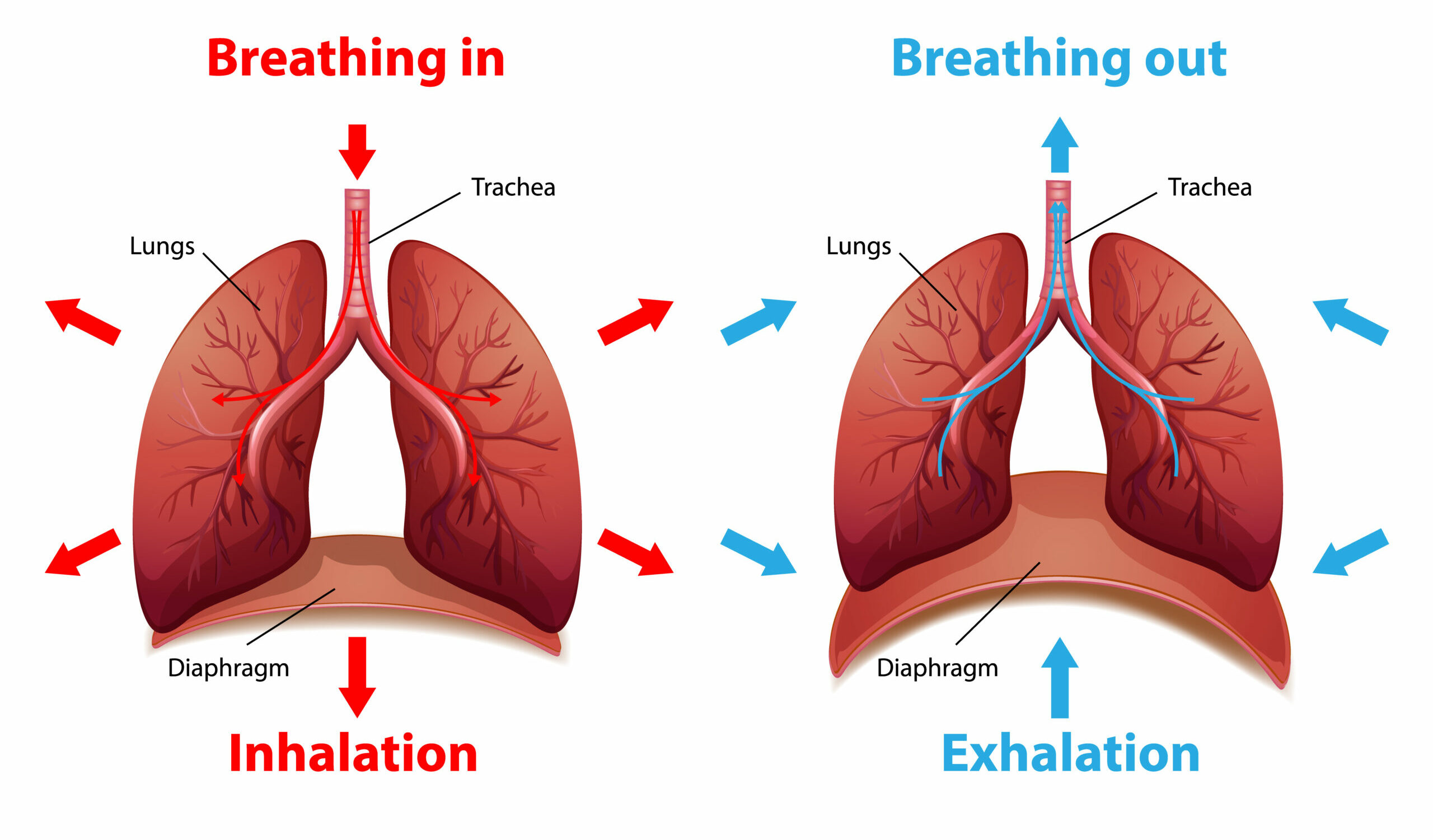Diaphragmatic Belly Breathing | Veronika Kloucek Consultancy