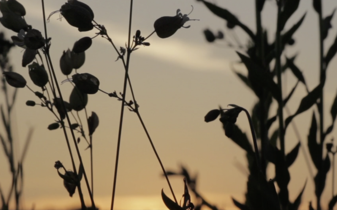 The Three-Step Breathing Space