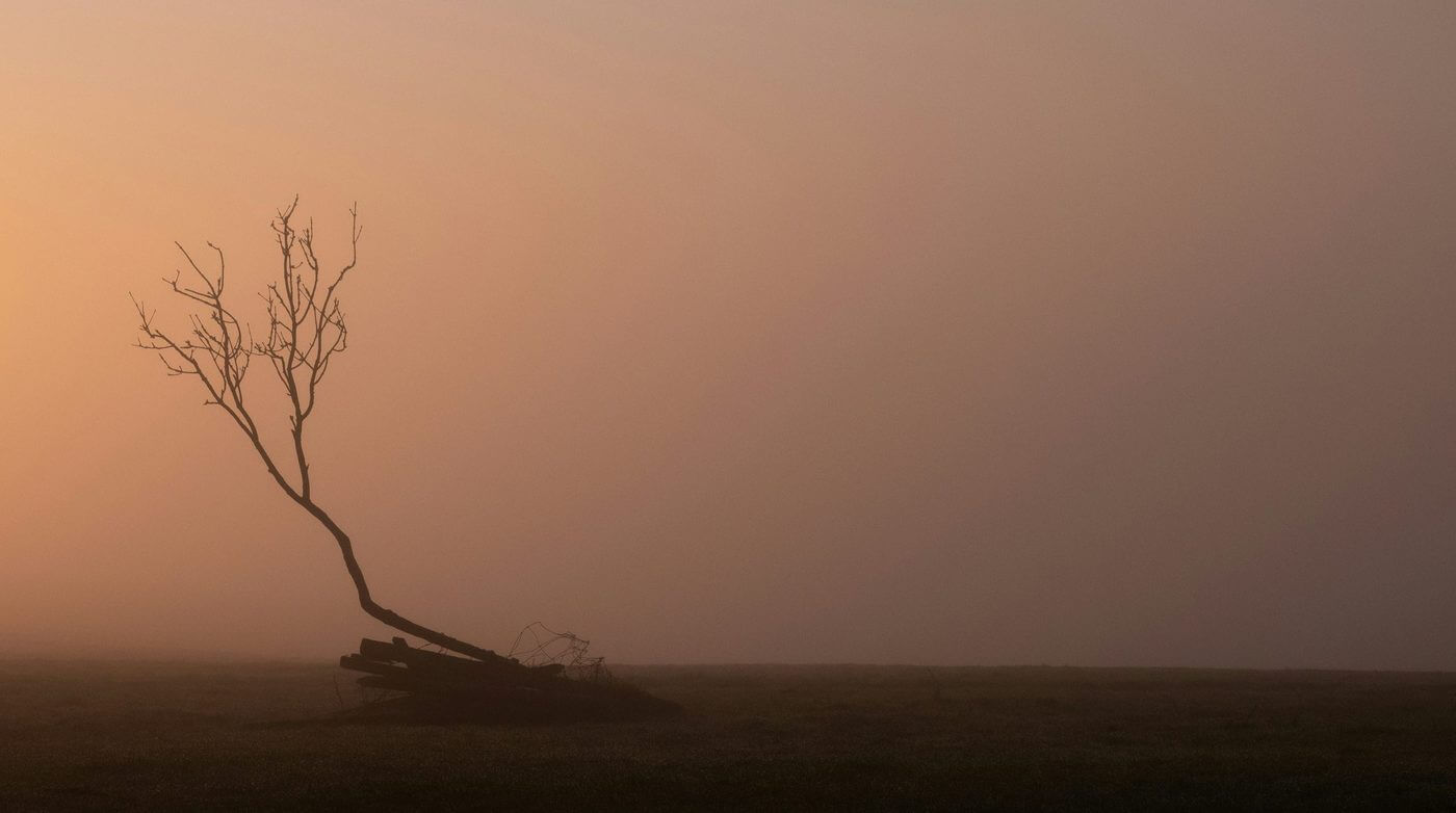 A solitary tree on a misty hill, evoking burnout and depletion