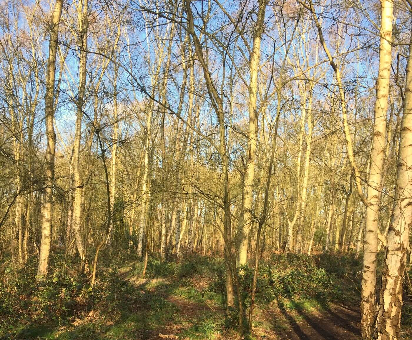 Silver birch trees in soft light