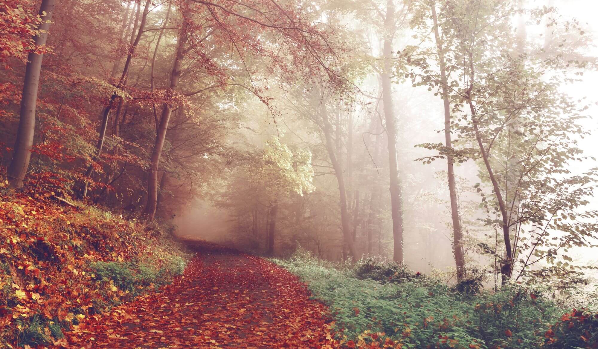 Misty autumn forest path leading away into the trees