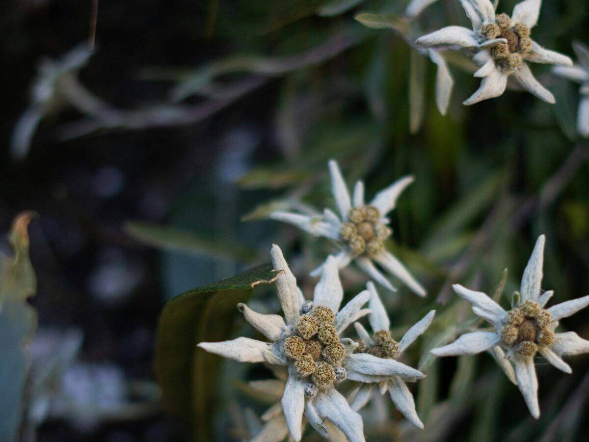 Edelweiss flowers, Deutschsprachige Psychotherapie